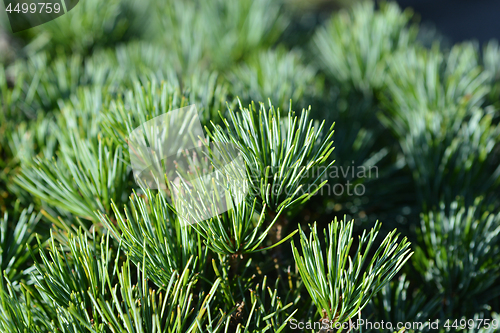 Image of Tempelhof Japanese White Pine