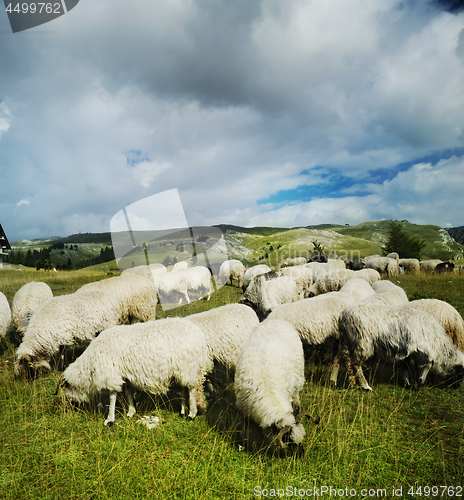 Image of Sheep in the field