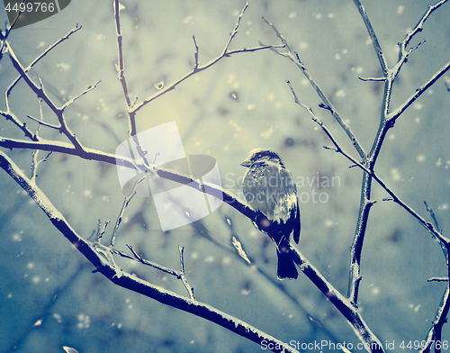 Image of Sparrow on the snowy branch