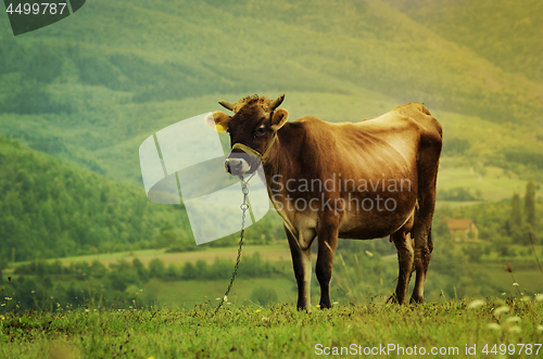 Image of Cow in the Field