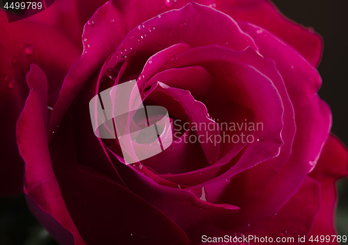 Image of Red Rose