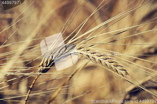 Image of Wheat