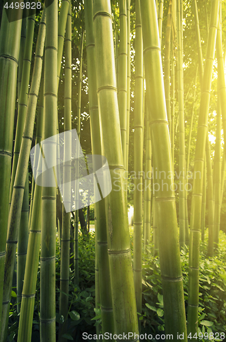 Image of bamboo