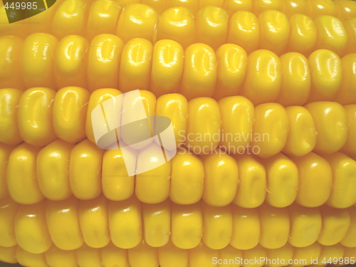 Image of Corn on the cobb.