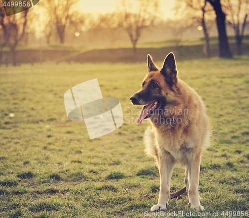 Image of German Shepherd