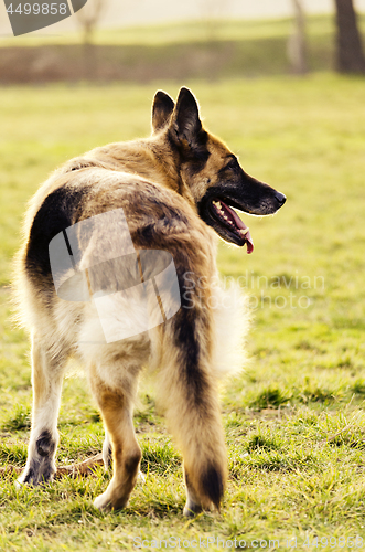 Image of German Shepherd