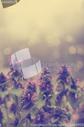 Image of Flowers