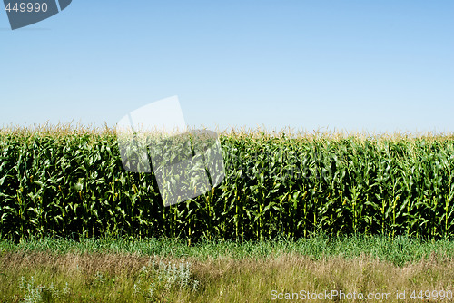 Image of Corn Field