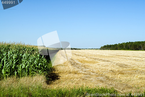 Image of Cultivating Corn