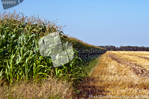 Image of Lush Corn Field