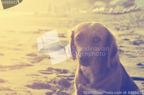 Image of Dog on the Beach