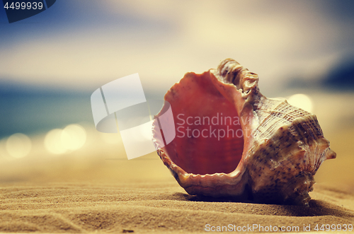 Image of 	Seashell in the sand 