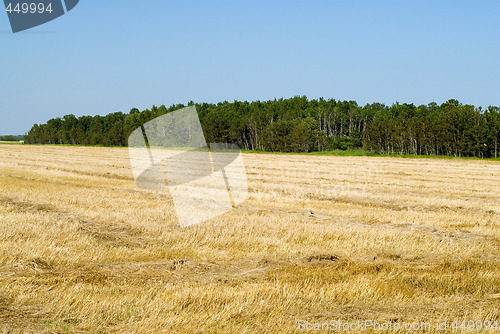 Image of Harvested Field