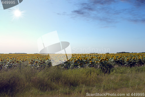 Image of Sunflower Field