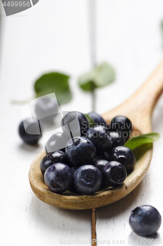 Image of Blueberry