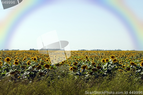Image of Sunflowers