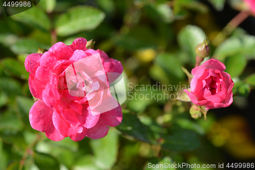Image of Lovely Fairy shrub rose