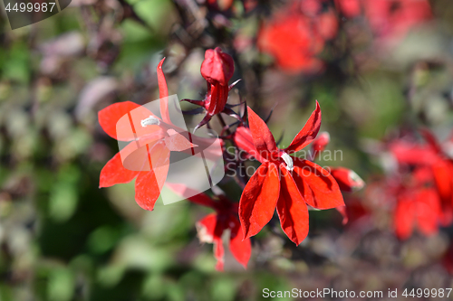 Image of Cardinal Flower Fan Scarlet