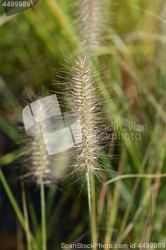 Image of Chinese fountain grass Hameln