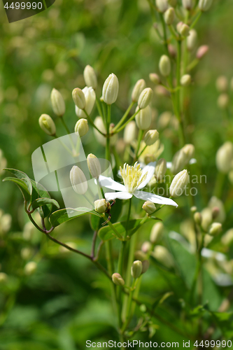 Image of Erect clematis