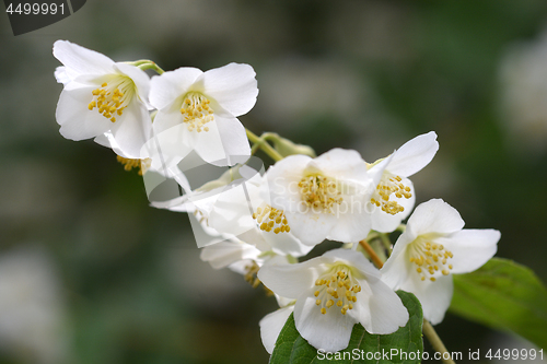 Image of Florida mock orange