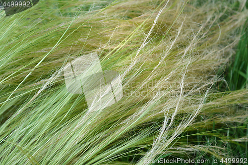 Image of Pony tails grass