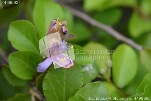 Image of Tropical East African shrub