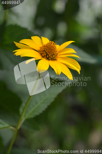 Image of False sunflower Dauer Gold