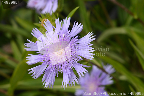 Image of Stokes aster