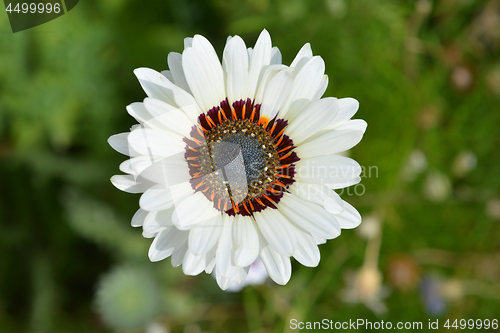 Image of Tricolor chrysanthemum