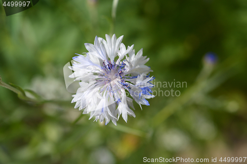 Image of Cornflower