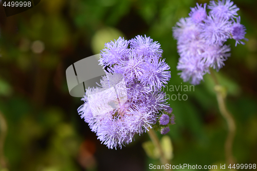Image of Blue flossflower