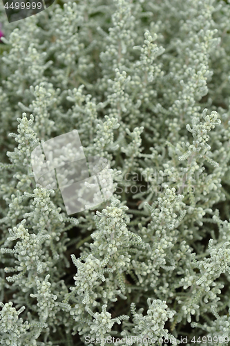 Image of Cotton lavender