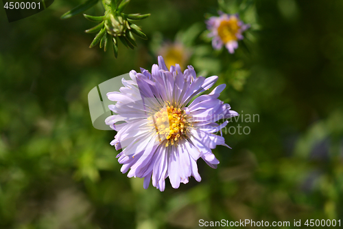 Image of Alpine aster Dunkle Schoene