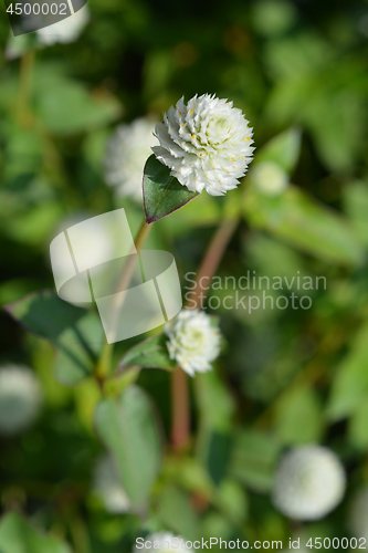 Image of White globe amaranth