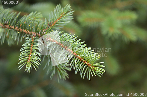 Image of Blue spruce