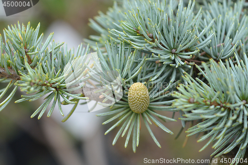 Image of Blue Atlas Cedar