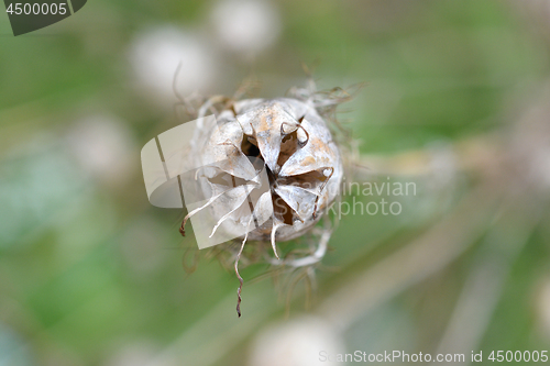 Image of Love-in-a-mist seed head