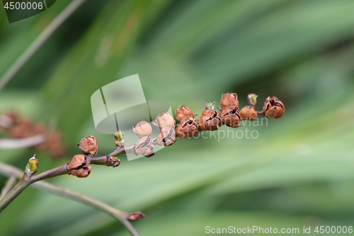 Image of Montbretia Lucifer seeds