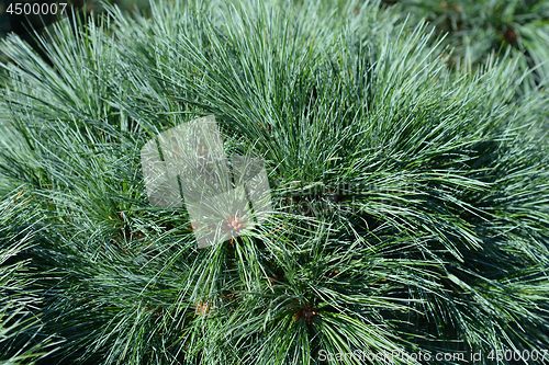 Image of White pine Radiata