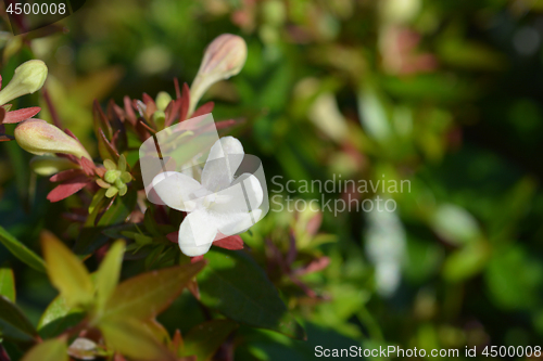 Image of Glossy abelia