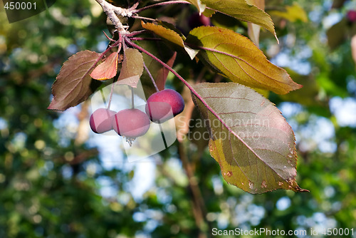 Image of Crab Apple