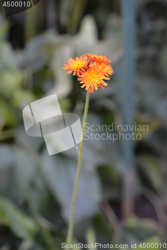Image of Orange hawkweed Rotgold Hybrids