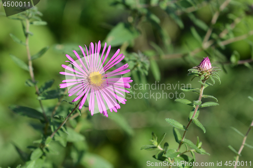 Image of New England aster Red Star