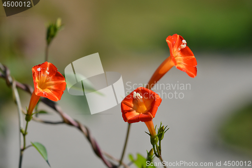 Image of Red morning glory