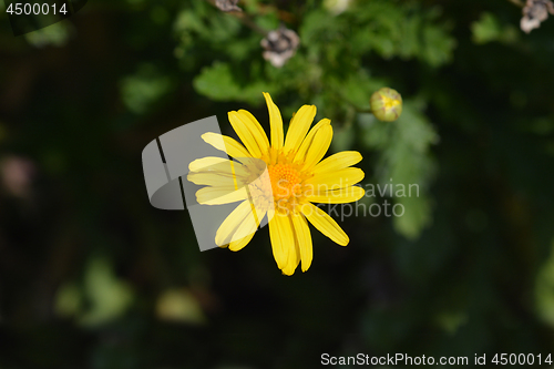 Image of Marguerite Jamaica Primrose