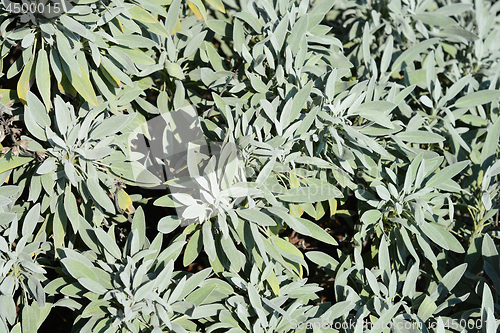 Image of Common sage