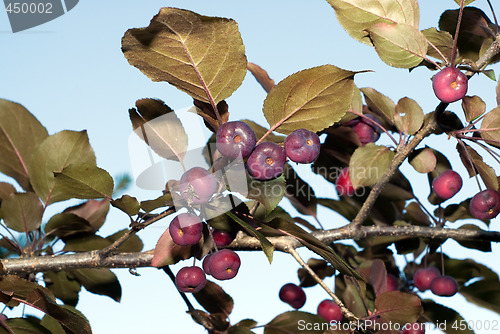Image of Crabapples