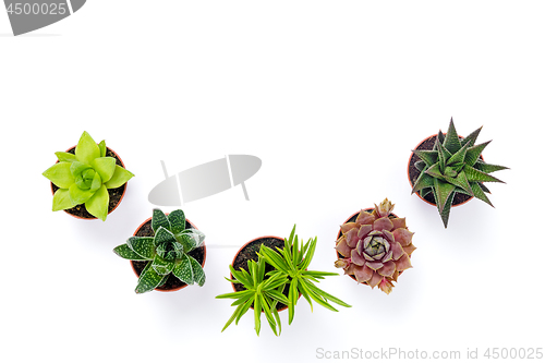 Image of Little potted succulent plants isolated on white