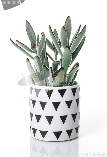 Image of Beautiful Panda plant in a Scandinavian style pot